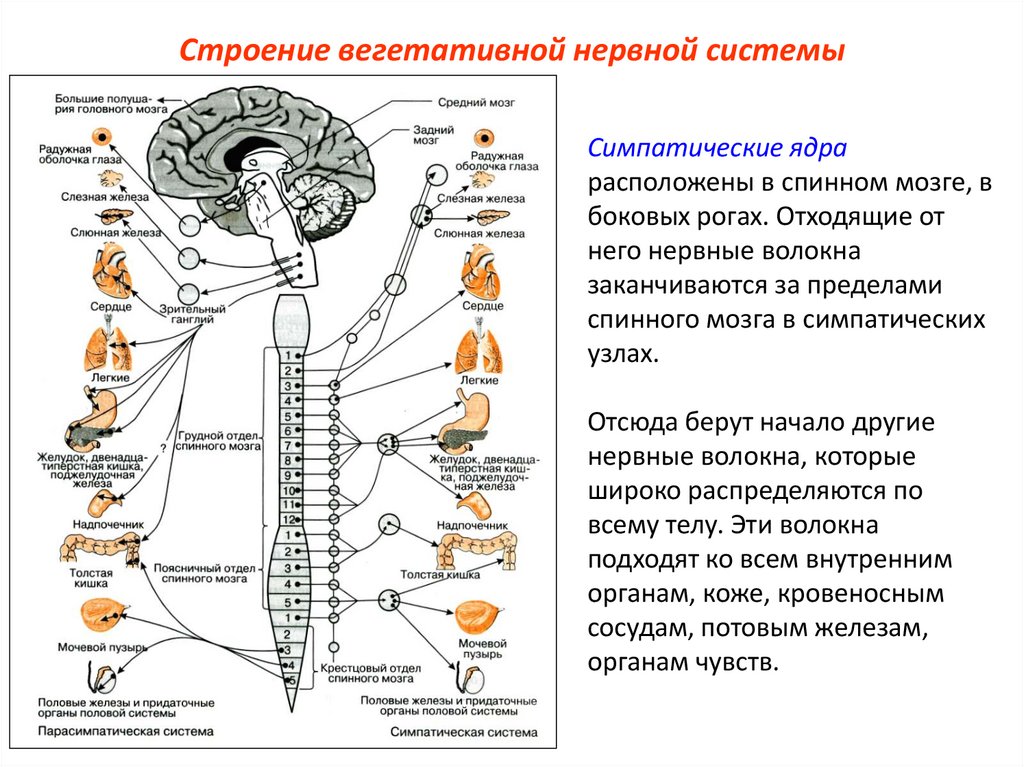Вегетативные связи. Схема строения вегетативной нервной системы. Вегетативная нервная система анатомия схема. Вегетативная нервная система схема спинного мозга. Ядра симпатического отдела вегетативной нервной системы.