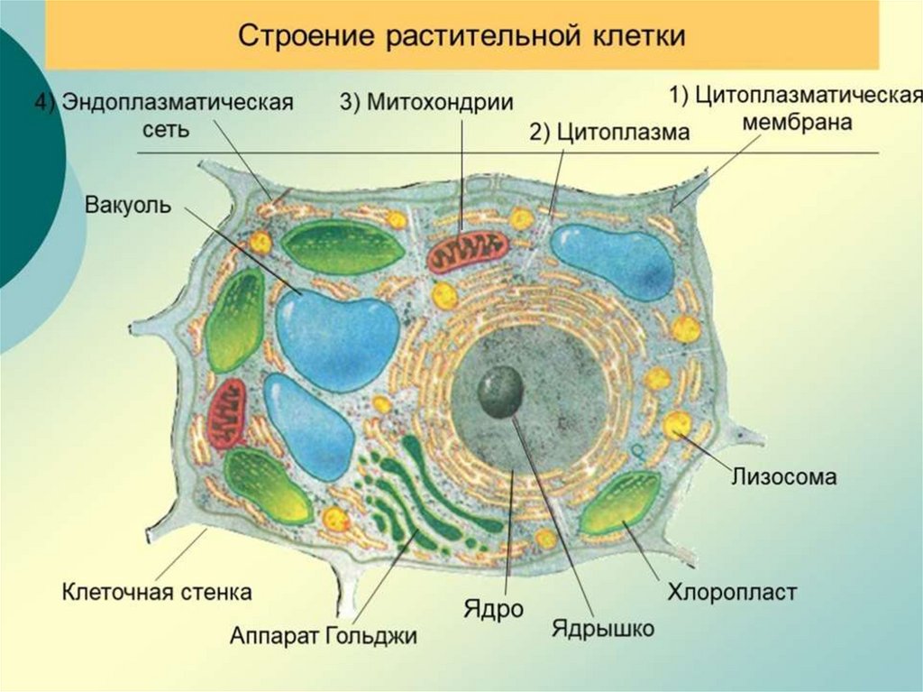 Хлоропласты находятся в клетках. Клеточная стенка растительной клетки. Строение клетки. Строение растительной клетки презентация. Модель растительной клетки.