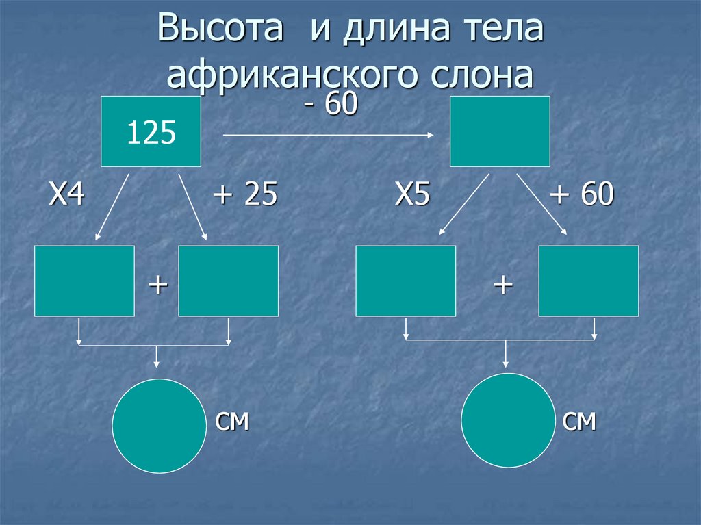 Высота и длина тела африканского слона