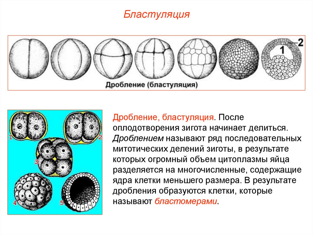 Стадии эмбриогенеза рисунки