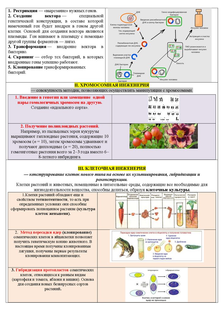 Последовательность получения полиплоидных растений