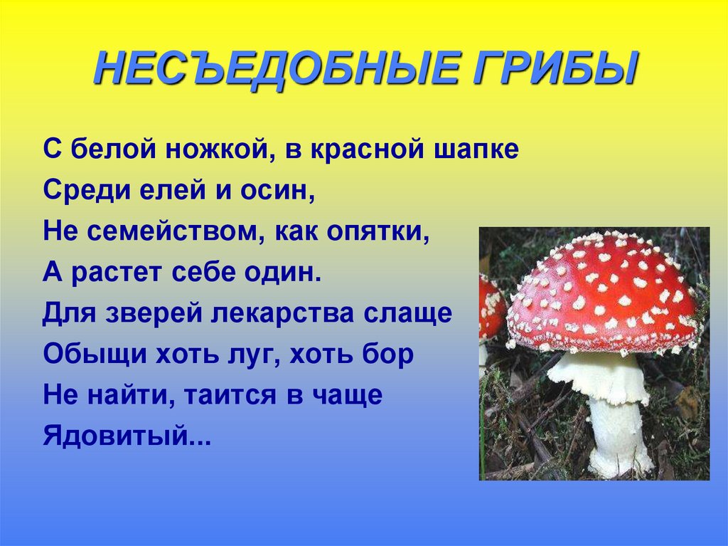 Информация про грибы. Несъедобные грибы. Грибы: съедобные и несъедобные. Съедобные и несъедобные грибы презентация. Доклад съедобные и несъедобные грибы.
