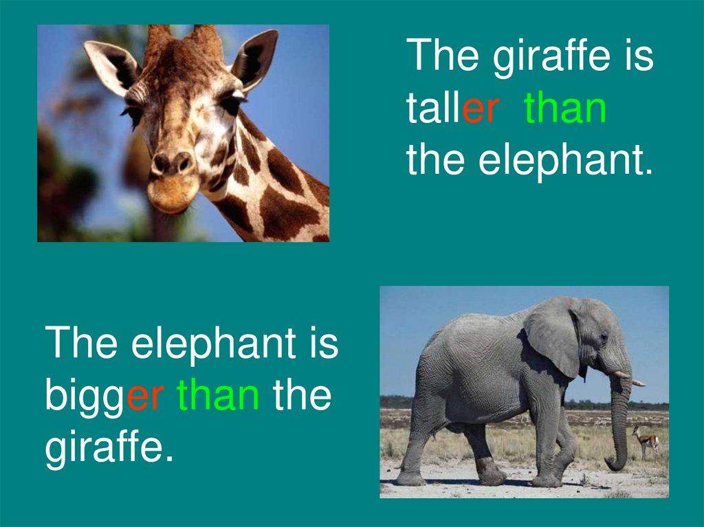 This animal is big. The Giraffe is Tallest than the Elephant. Is a Giraffe Taller than an Elephant. The Elephant is big. Giraffe is Tall.