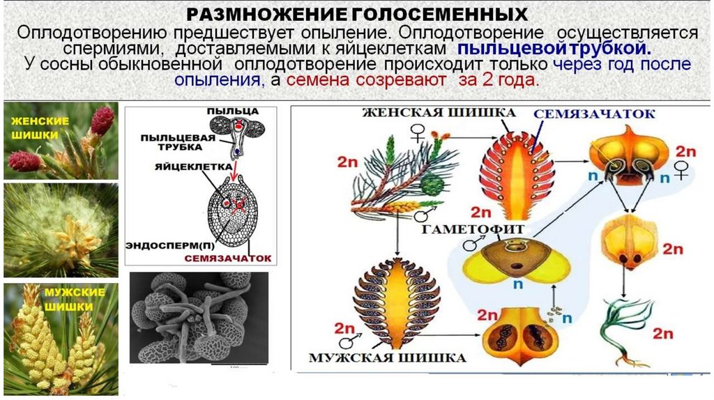 Опыление мхи или голосеменные