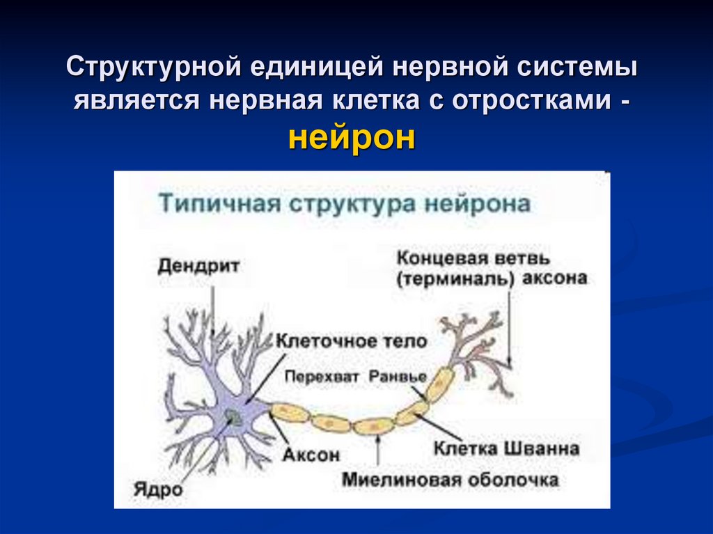 Структурной единицей нервной системы является. Строение отростков нервных клеток. Отростки нейронов нервной системы.