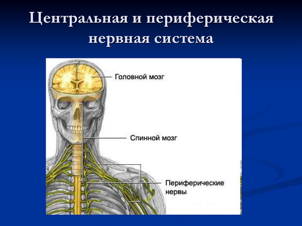 Опухоль периферических нервов. Центральный и периферический конец нерва. К периферической нервной системе относят мозжечок. Центральные и периферические хотел.