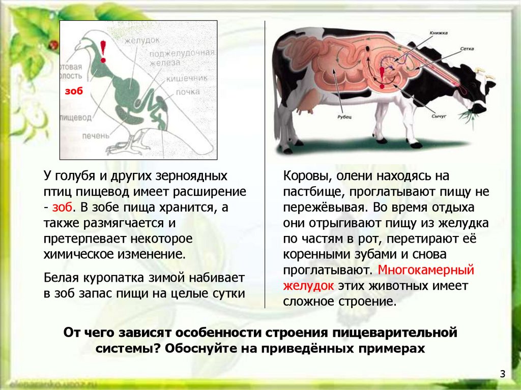 В желудке и кишечнике жвачных млекопитающих. Строение желудка травоядных. Строение пищеварительной системы травоядных. Физиология пищеварения КРС. Роль рубца в пищеварении коровы.