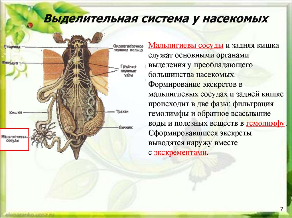 Выделительная система майского жука. Мальпигиевы сосуды являются органами выделения у. Мальпигиевы сосуды у майского жука. Органы выделения насекомых мальпигиевы сосуды.