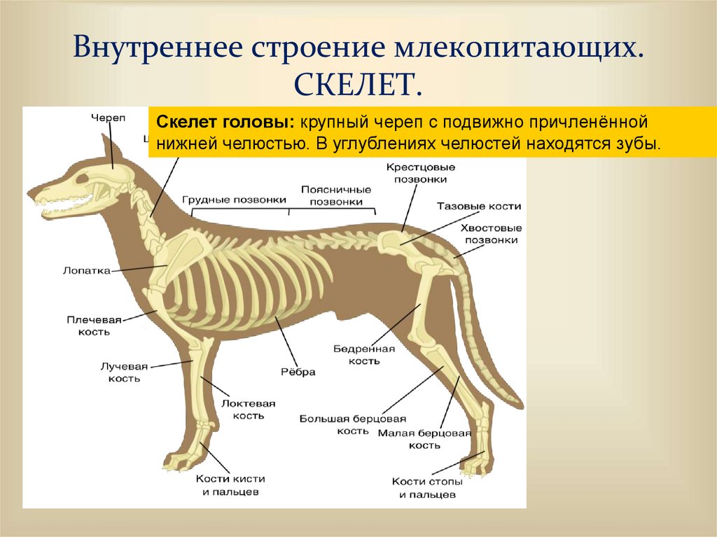 Особенности внешнего строения скелета млекопитающих