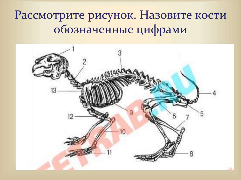 Рассмотрите рисунок что обозначено цифрами