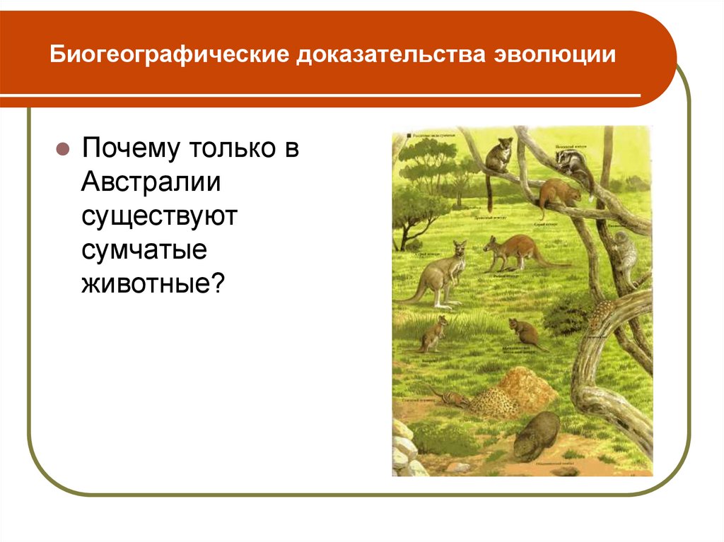 Доказательства эволюции животного мира презентация 7 класс константинов