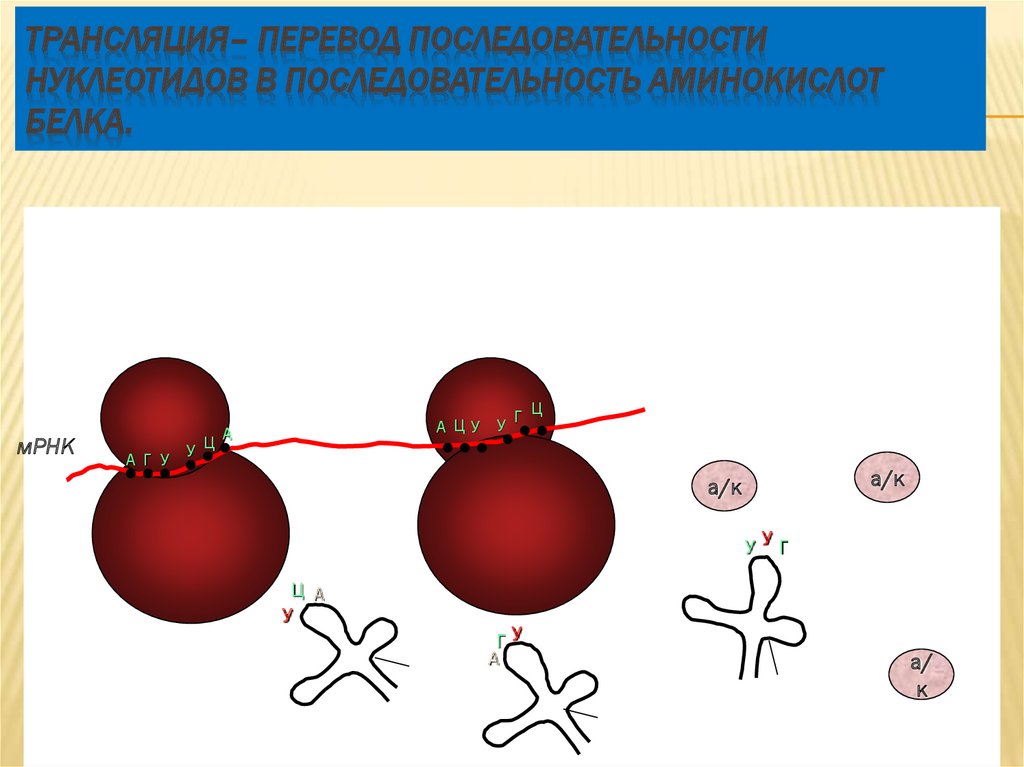 Биосинтез белка - презентация онлайн