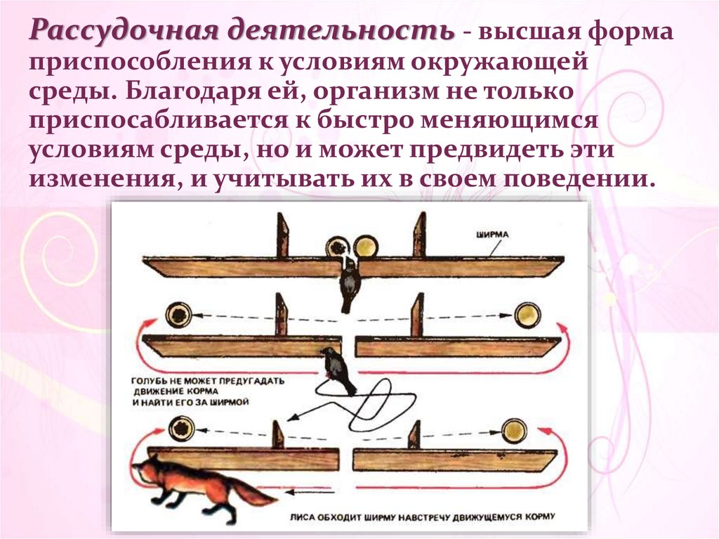 Элементарное поведение животных