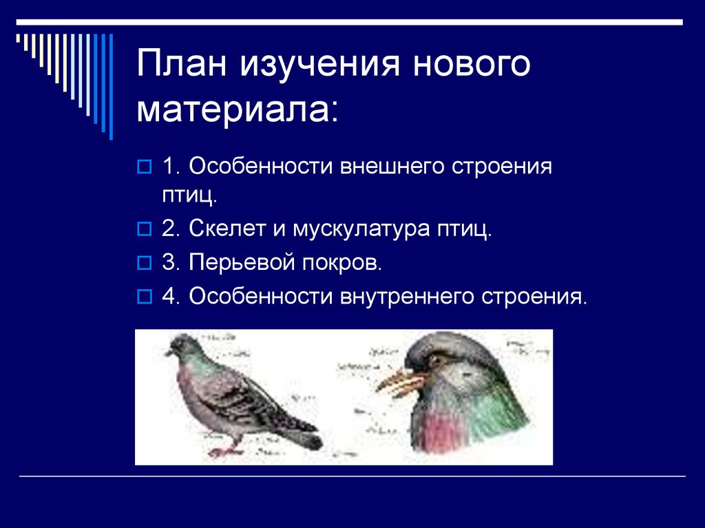 Укажите особенности внутреннего строения птиц