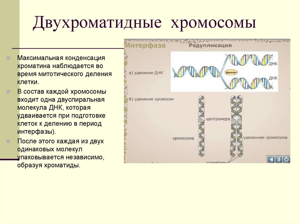 Образование двухроматидных хромосом спирализация хромосом