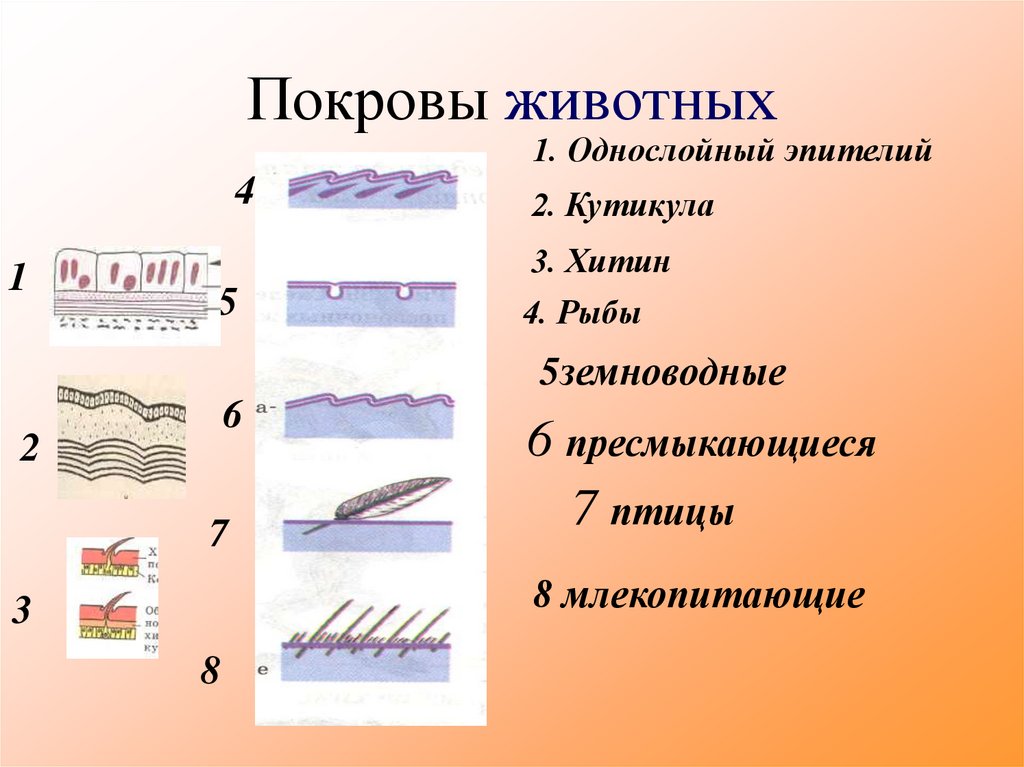 Покровы животных