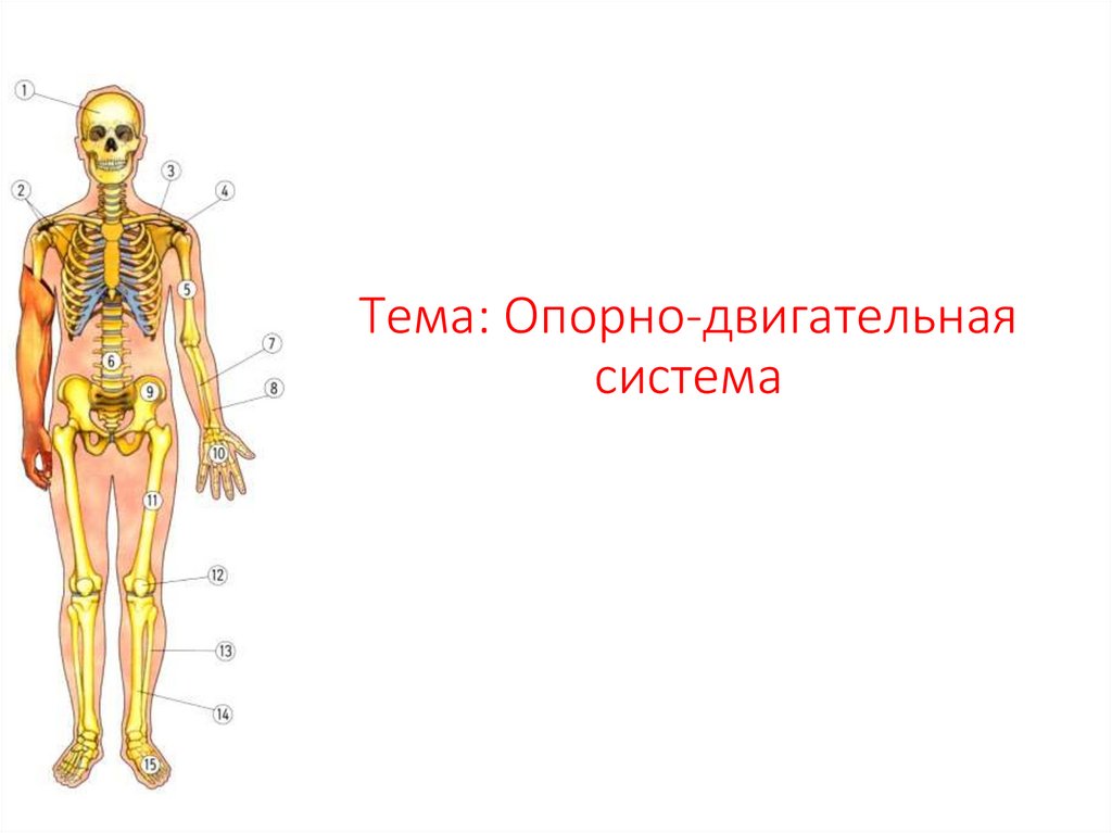 Опорно двигательная система 4 класс окружающий мир. Опорно двигательная система. Опорно-двигательная система человека 3 класс окружающий мир. Опорно двигательная система третий класс. Фон для презентации опорно двигательная система.