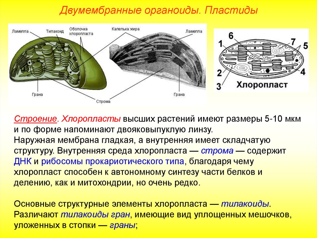 Органоиды клетки пластиды. Хлоропласт (строение) Строма граны тилакоиды. Функции стромы в хлоропласте. Хлоропласты Строма тилакоиды граны. Строение хлоропласта роль Строма.