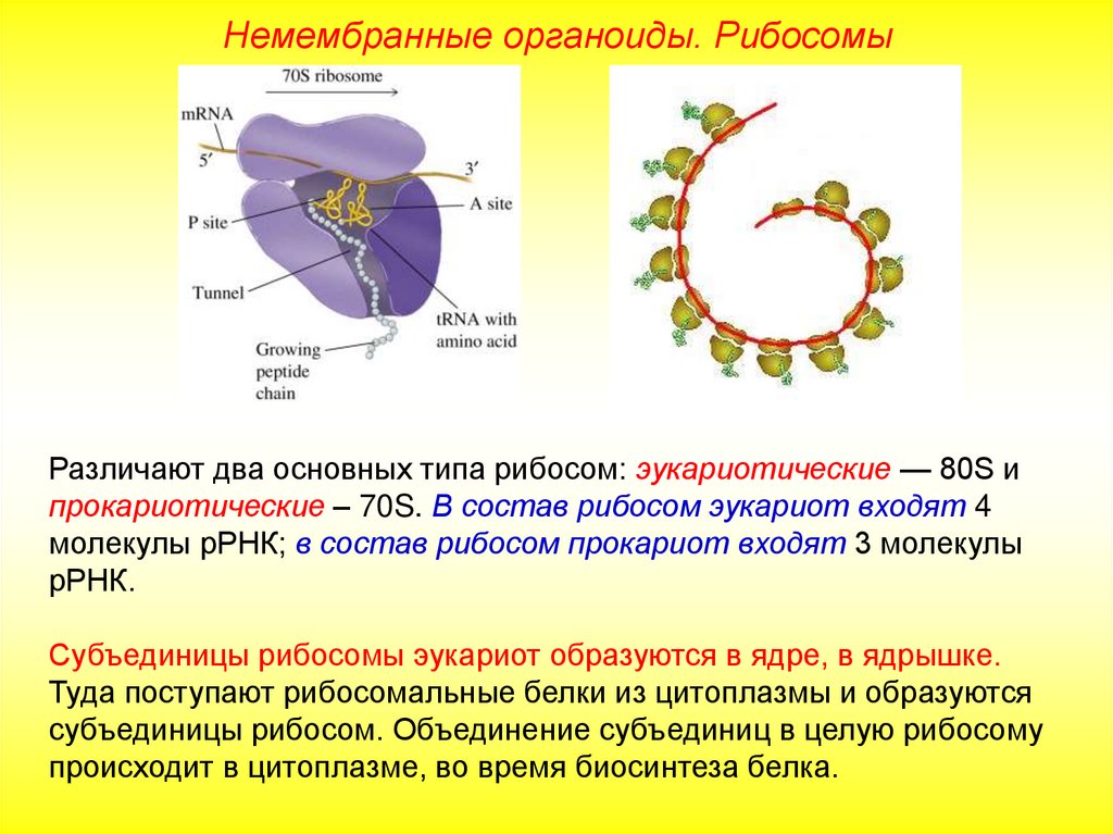 Немембранные органоиды эукариот