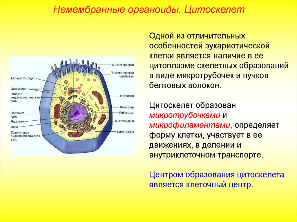Цитоплазма значение этой структуры в жизнедеятельности клетки. Строение клетки, клеточные органеллы. Клеточные структуры органоиды. Название органоида клетки функции органоидов. Строение клетки оболочка цитоплазма органоиды включения.