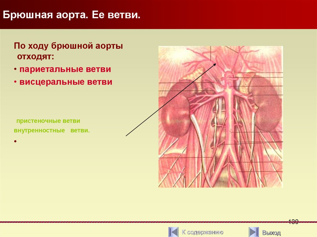 Брюшная аорта ветви