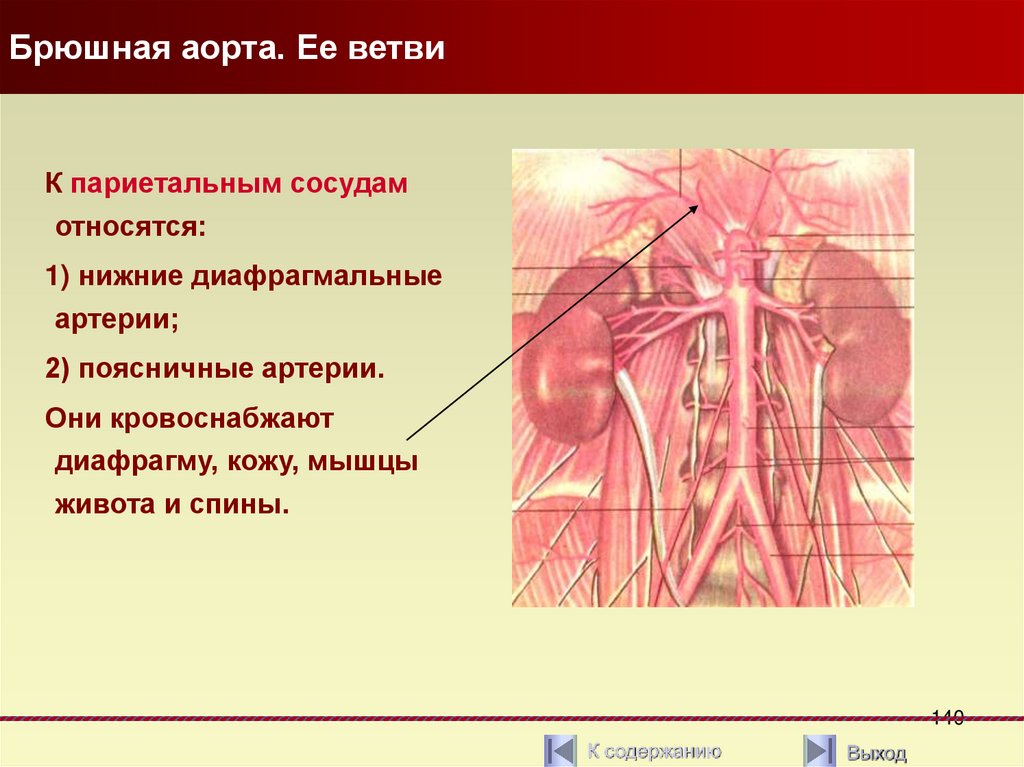 Брюшная аорта и ее ветви. УЗИ брюшной аорты и её ветвей.