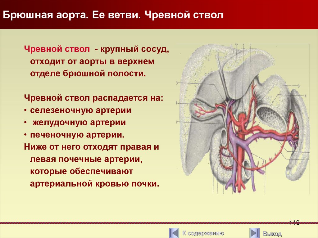 Чревный ствол и его ветви. Аорта чревный ствол анатомия. Чревный ствол брюшной аорты анатомия. Артерии чревного ствола схема. Кровоснабжение чревного ствола.