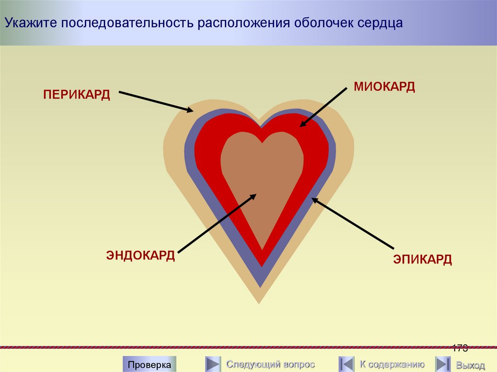 Какое сердце можно назвать. Образование оболочек сердца. Средняя оболочка сердца. Оболочки сердца краткие сведения. Как располагаются оболочки сердца.