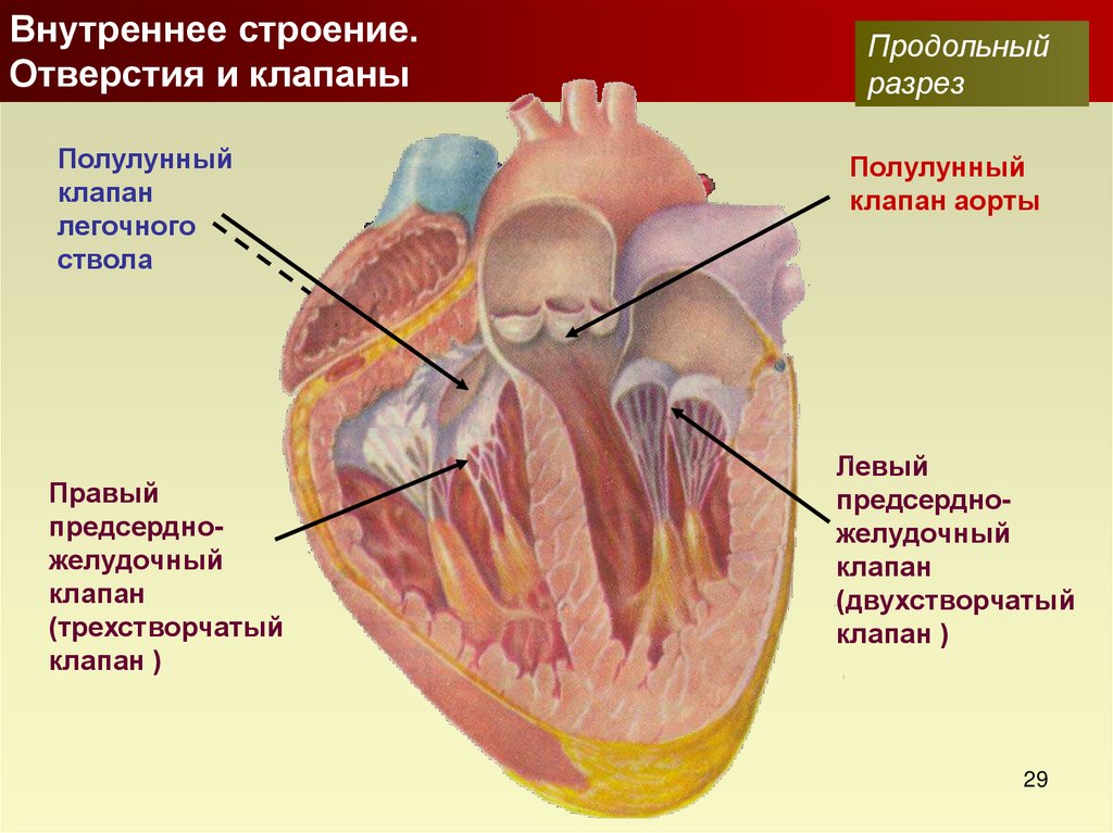 Каково внутреннее строение