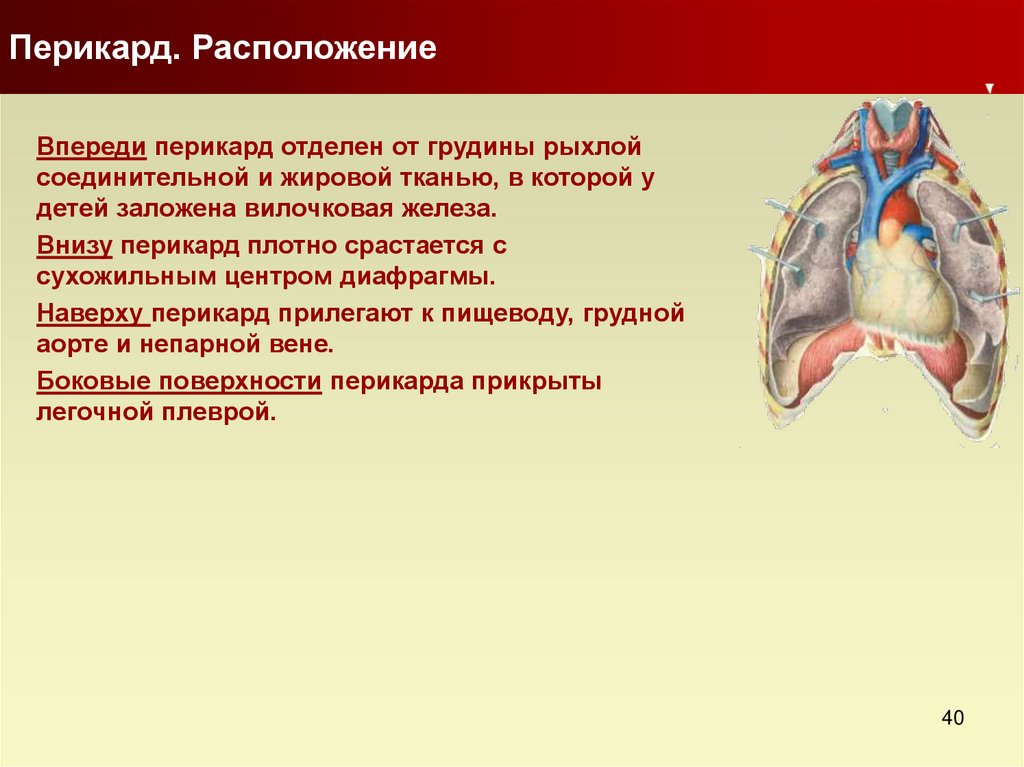 Передний нижний синус перикарда