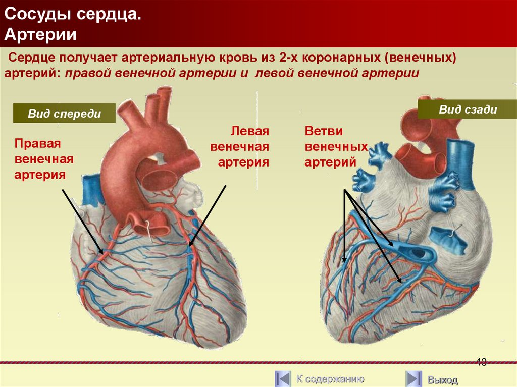 Кровоснабжение сердца. Правый и левый Тип кровоснабжения сердца.