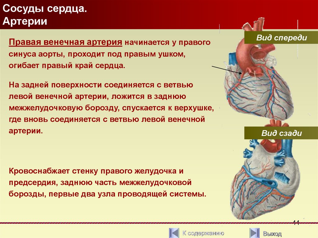 Какую функцию выполняет артерия в процессе кровообращения. Коронарные артерии сердца что кровоснабжают. Кровоснабжение сердца анатомия схема. Кровоснабжение правого желудочка сердца. Кровоснабжение и иннервация сердца анатомия.