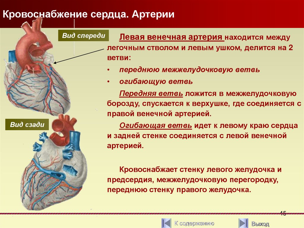 Какую функцию выполняет артерия в процессе кровообращения. Кровоснабжение сердца. Типы кровоснабжения сердца. Сердце кровоснабжается из.