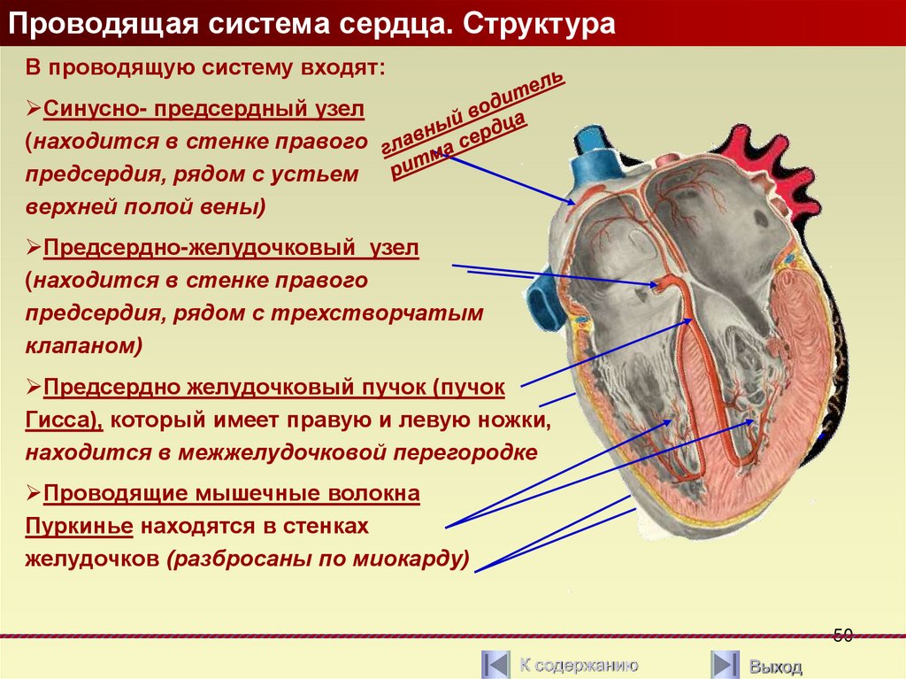 Проводимая система сердца