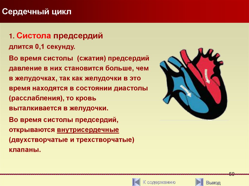 Схема сердечного цикла. Сердечный цикл сердца. Фазы сердечного цикла. Пассивное наполнение сердца кровью фаза сердечного цикла