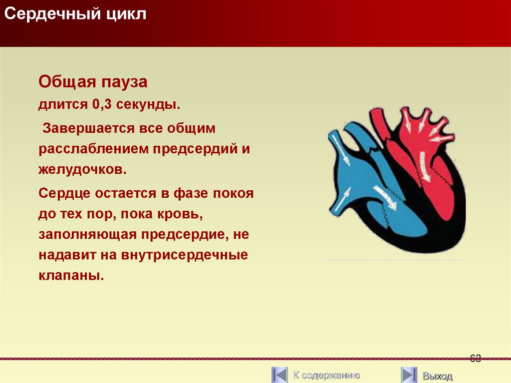Пассивное наполнение сердца кровью фаза сердечного цикла. Сердечный цикл. Сердечный цикл картинки. Сердечный цикл его фазы Продолжительность. Сердечный цикл выше нормы.
