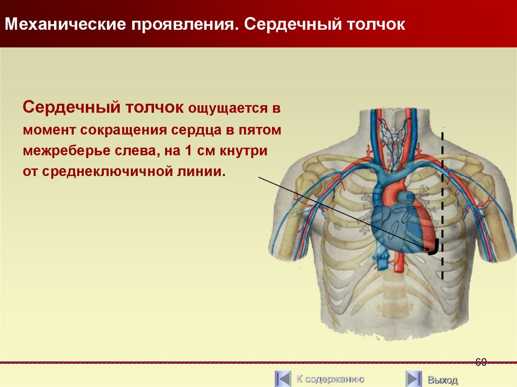 Область сердечного толчка