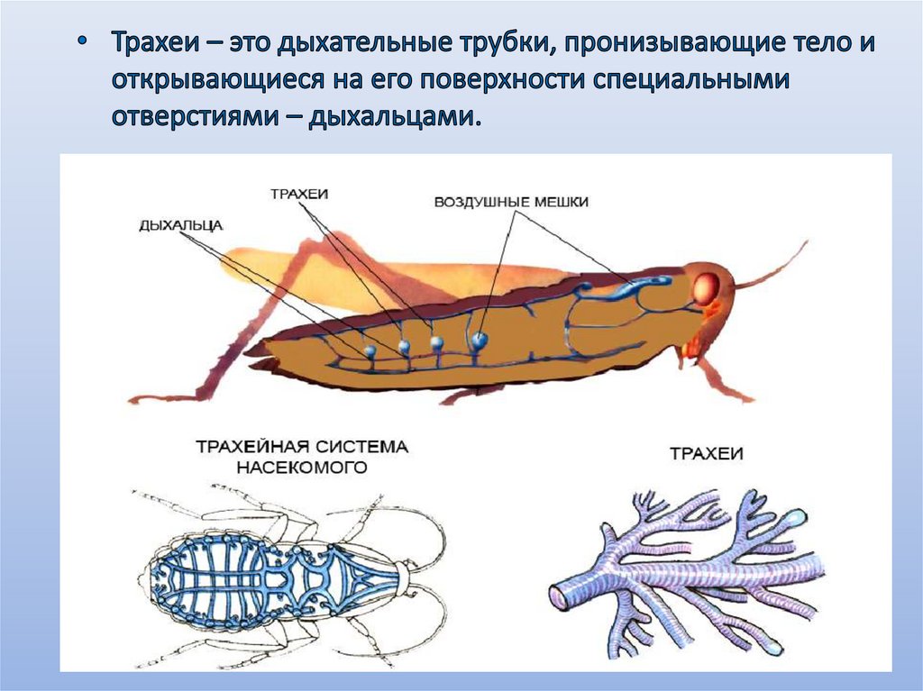 Дыхание животных 3 класс. Трахеальное дыхание у животных. Трахеи у животных какие животные дышат. Какие животные дышат поверхностью тела. Какие животные с трахейным дыханием.