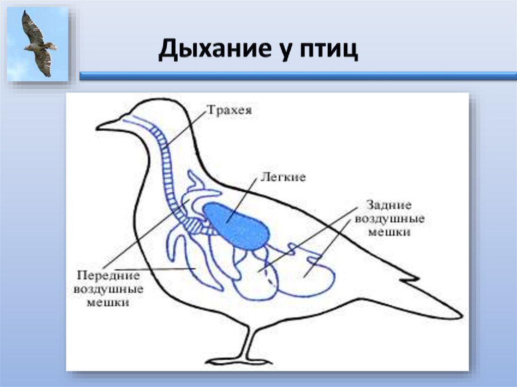 Особенности дыхания зверей. Схема дыхательной системы птицы рис 158. Дыхательная система птиц 7 класс биология. Внутреннее строение птиц пищеварительная система. Схема пищеварительной системы птицы.