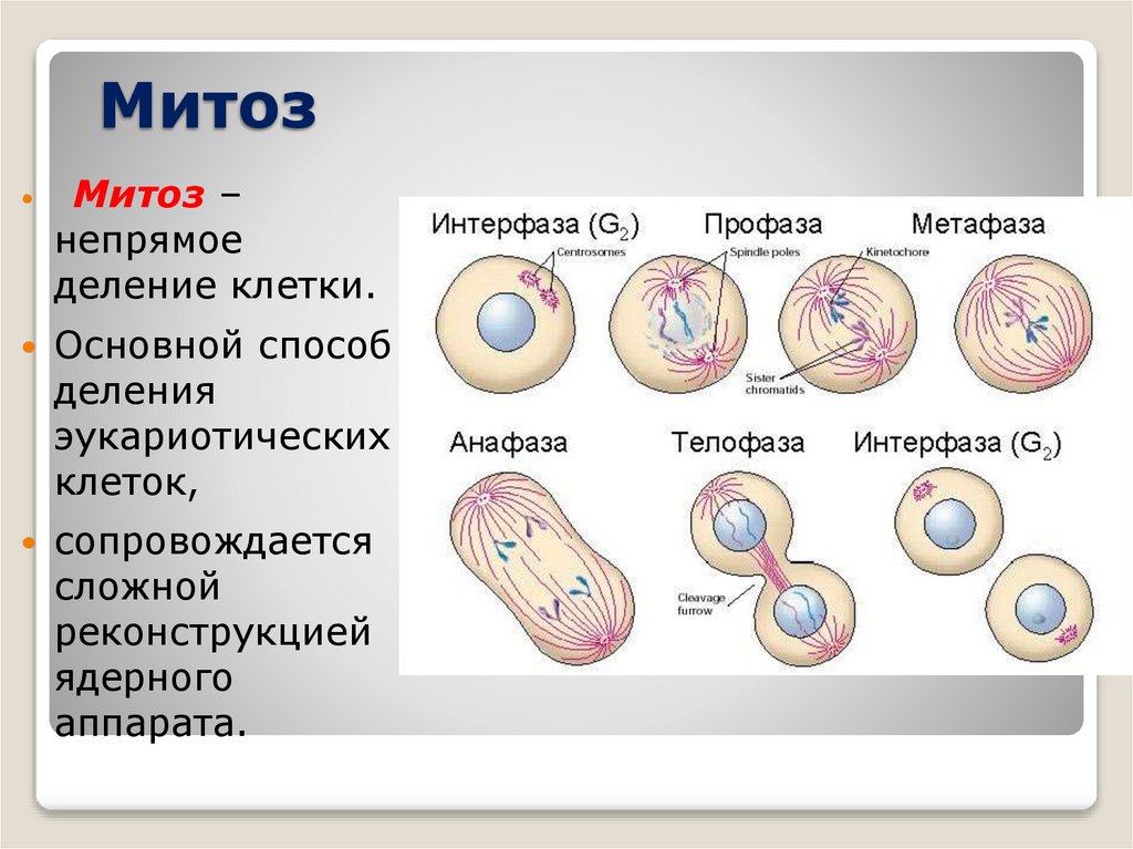 Деление клеток обеспечивает организму. Деление клетки митоз схема. Фазы митоза 10 класс. Перечислите фазы деления клетки. Этапы деления клетки митоз.