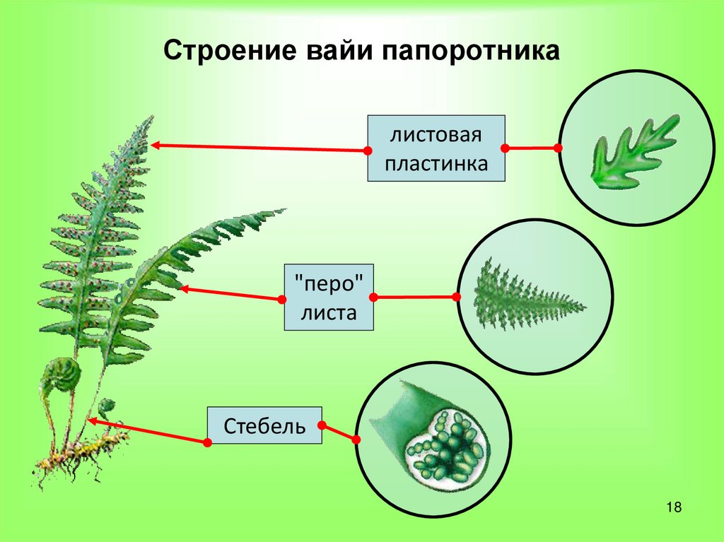 Вайи папоротника рисунок