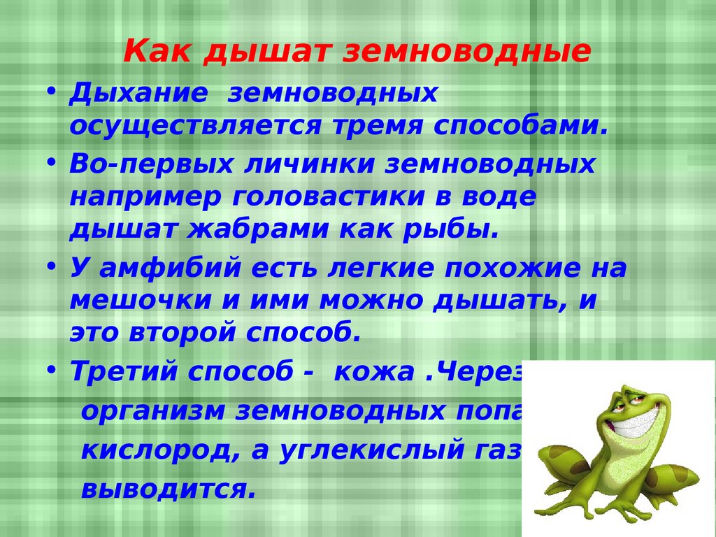 Дышит при помощи жабр. Дышит при помощи жабр