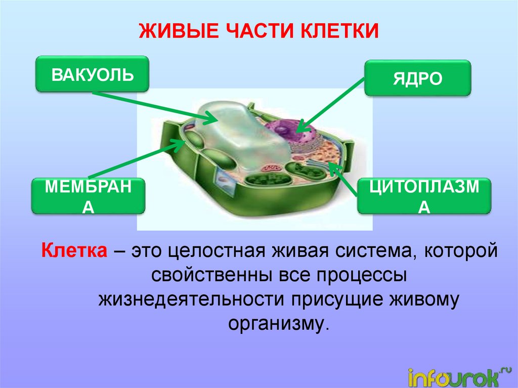 Процессы жизнедеятельности вам известны