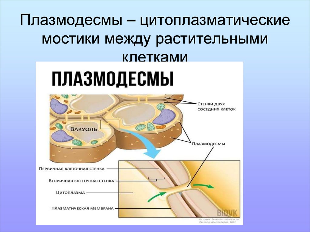 Плазмодесмы