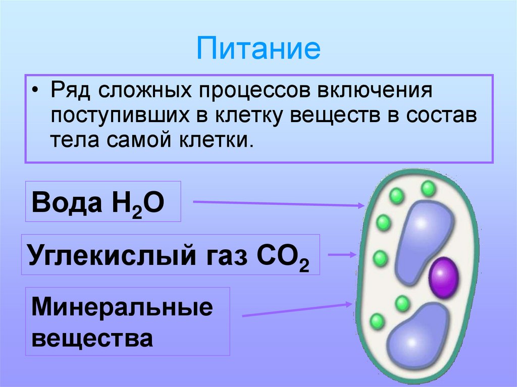 Химические процессы жизнедеятельности