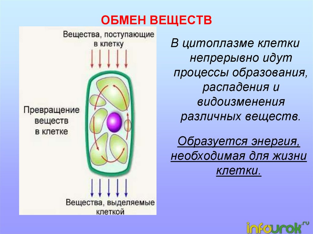 Жизнедеятельность клетки обмен веществ и энергии