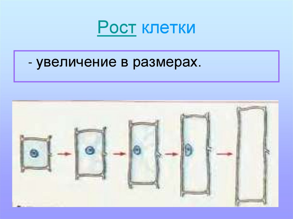 Обеспечивают рост клетки