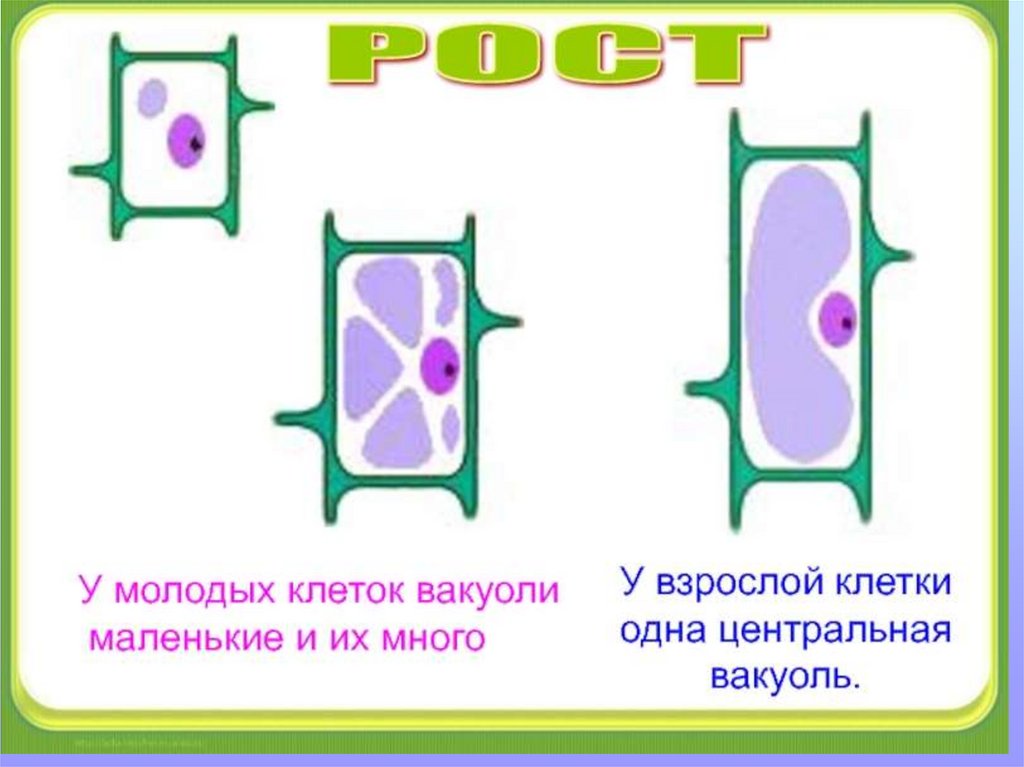 Вакуоль деление клеток. Рост вакуоли клетки. Вакуоль растительной клетки. Рост растительной клетки. Старая клетка растения.