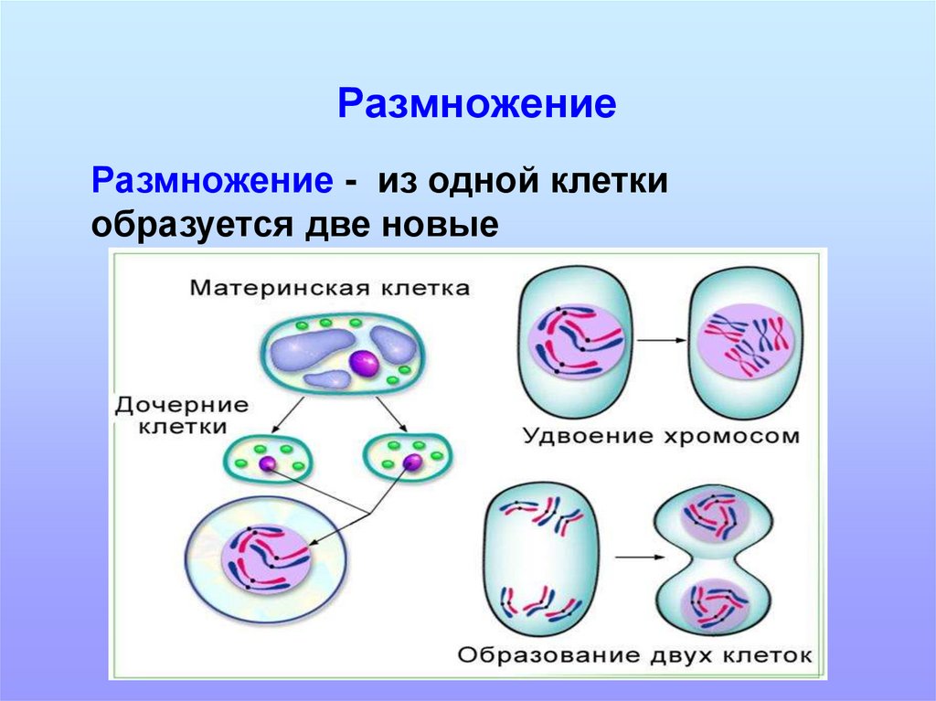 Процессы жизнедеятельности клетки. Характеристика основных процессов жизнедеятельности клетки.
