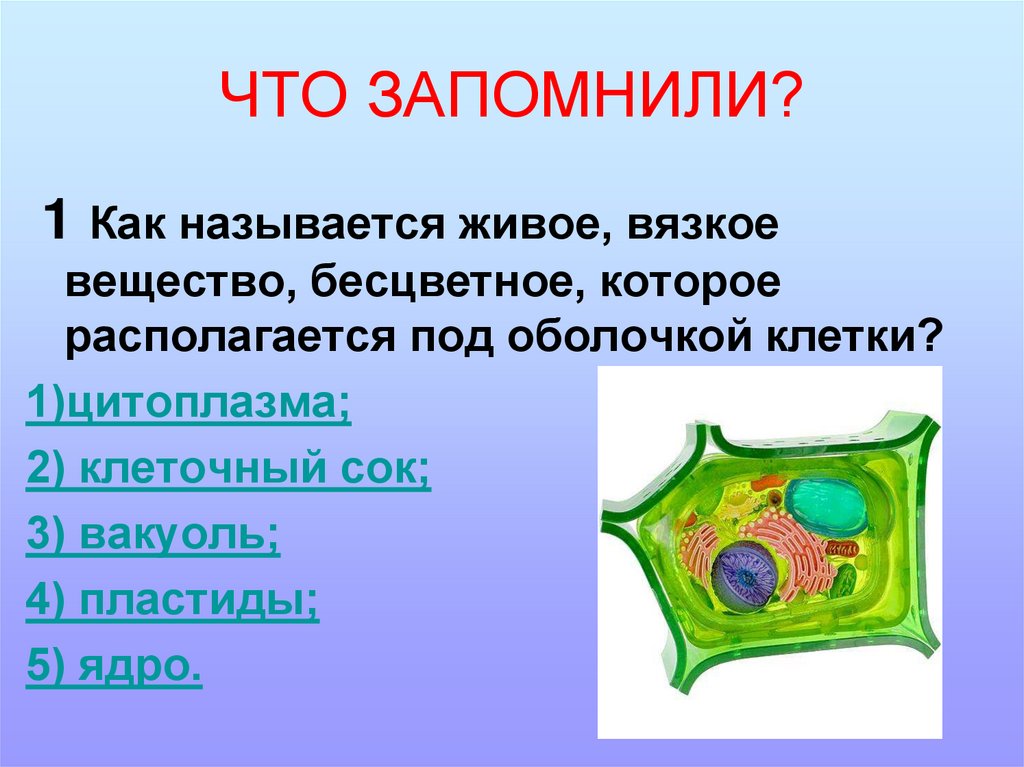 Тест жизнедеятельности клетки. Цитоплазма в жизнедеятельности клетки. Процессы жизнедеятельности клетки. Жизнедеятельность клетки.
